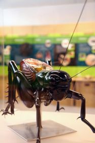 У новій будівлі Національного музею співають комахи Тайваню, повідомляє заголовок статті в газеті PRÁVO, інформуючи тим самим про початок   цікавою виставки, яка прибула з Національного природознавчого музею Тайчжуна до чеської столиці